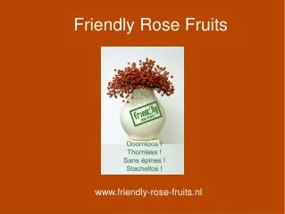 Friendly Rose Fruits