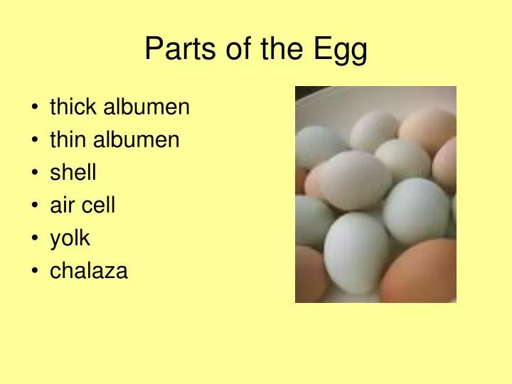 parts of the egg