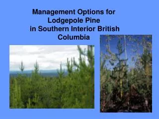 Management Options for Lodgepole Pine in Southern Interior British Columbia