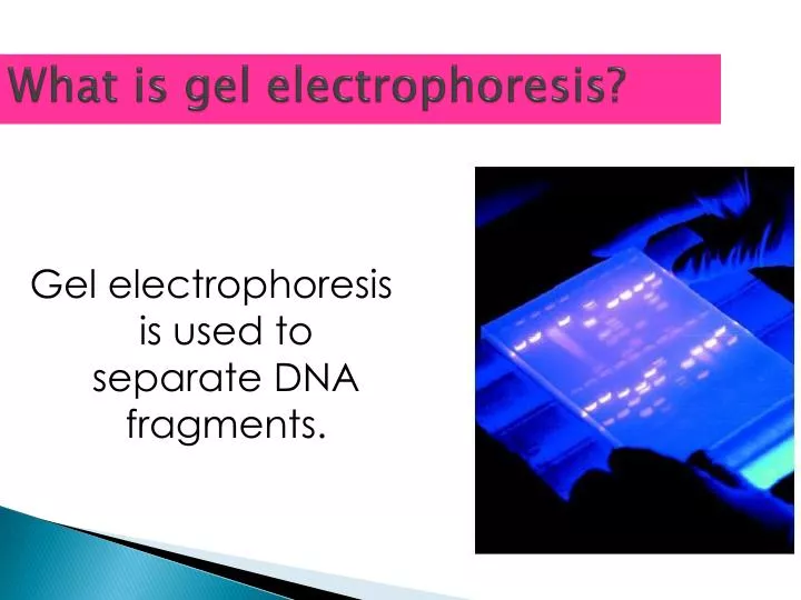 what is gel electrophoresis