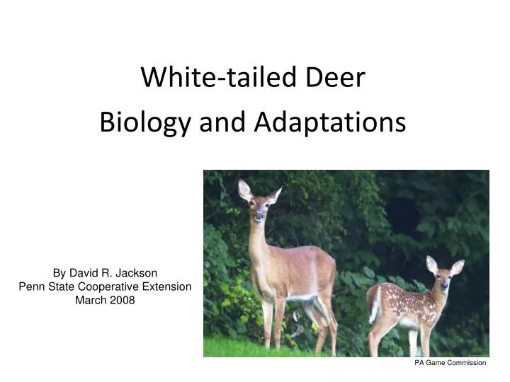 white tailed deer biology and adaptations