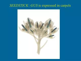 SEEDSTICK::GUS is expressed in carpels
