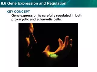 KEY CONCEPT Gene expression is carefully regulated in both prokaryotic and eukaryotic cells.