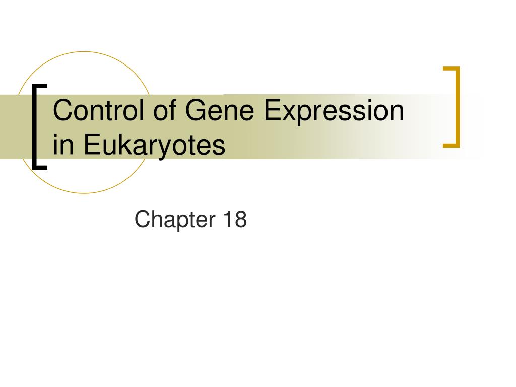 PPT - Control of Gene Expression in Eukaryotes PowerPoint Presentation ...