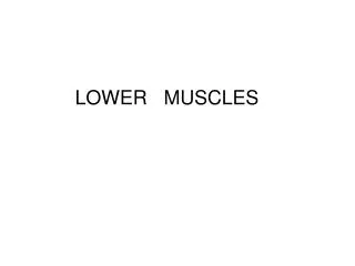 LOWER MUSCLES