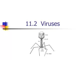 11.2 Viruses