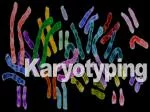 Karyotyping - slide 1