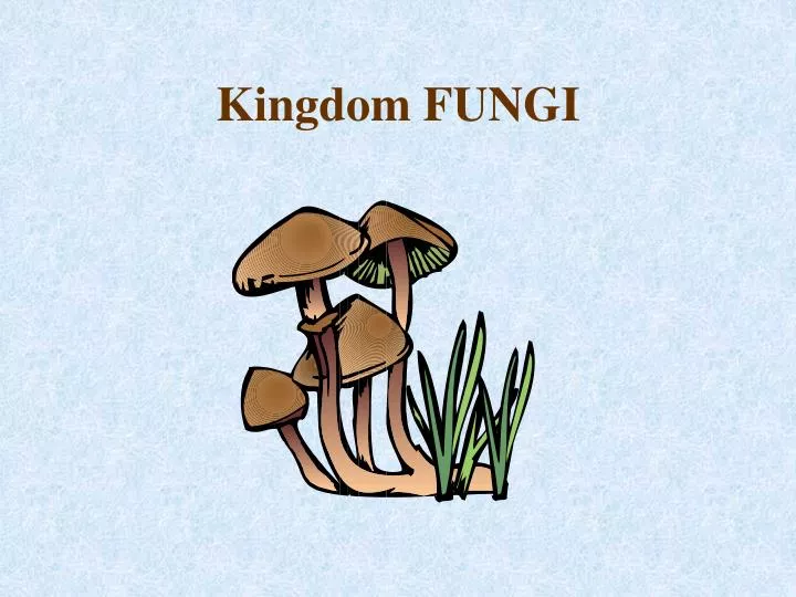 kingdom fungi