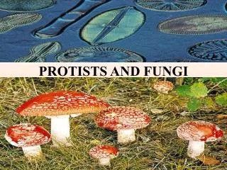 PROTISTS AND FUNGI