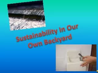 Sustainability In Our Own Backyard