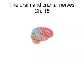 The brain and cranial nerves Ch. 15