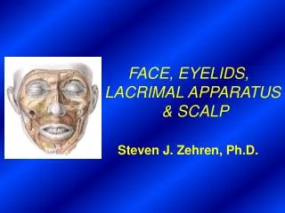 FACE, EYELIDS, LACRIMAL APPARATUS &amp; SCALP Steven J. Zehren, Ph.D.