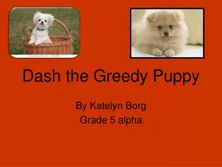 Dash the Greedy Puppy