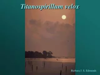 Titanospirillum velox