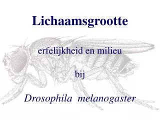 Lichaamsgrootte erfelijkheid en milieu bij Drosophila melanogaster