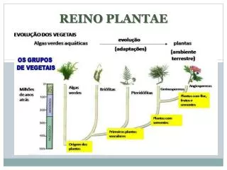 reino plantae