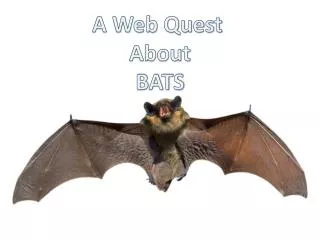 A Web Quest About BATS