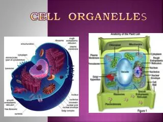 Cell Organelle s