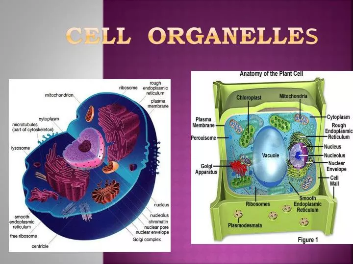 cell organelle s