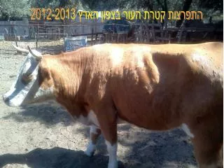 התפרצות קטרת העור בצפון הארץ 2012-2013