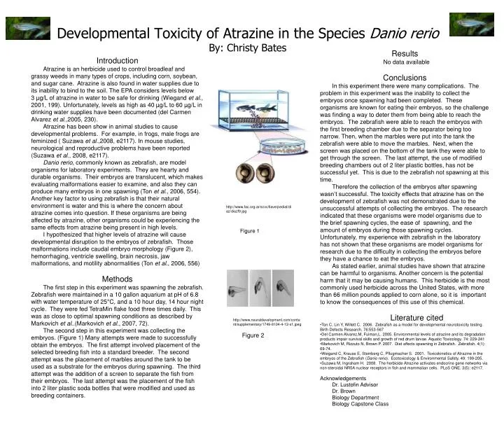 developmental toxicity of atrazine in the species danio rerio by christy bates