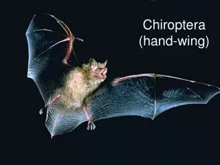 Chiroptera (hand-wing)