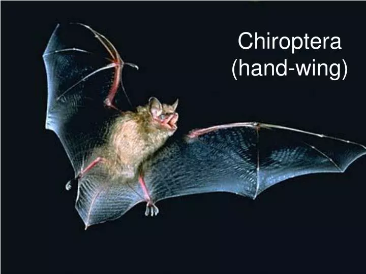chiroptera hand wing