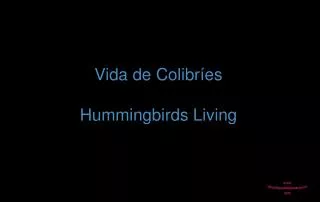Vida de Colibríes Hummingbirds Living