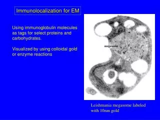 Immunolocalization for EM