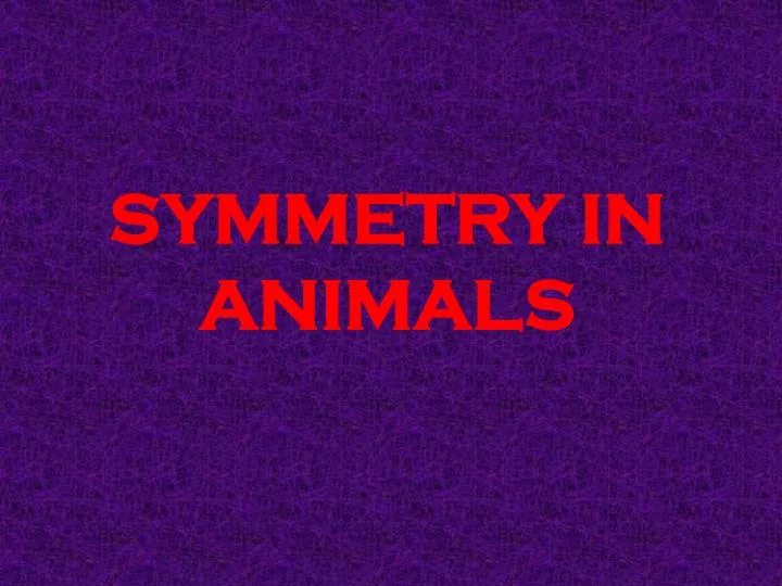 symmetry in animals