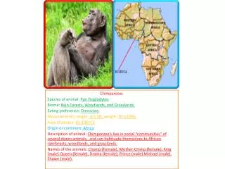 Chimpanzee: Species of animal: Pan Troglodytes Biome: Rain Forests, Woodlands, and Grasslands. Eating preference: Om