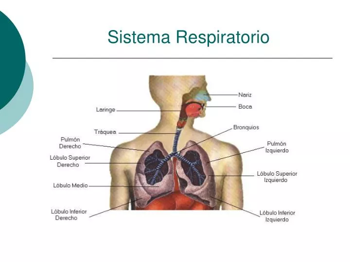 sistema respiratorio