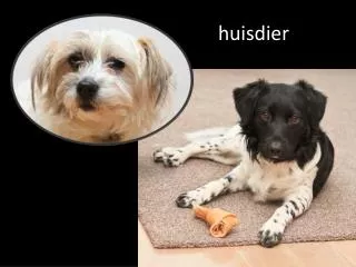 huisdier