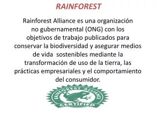 rainforest