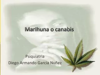 marihuna o canabis