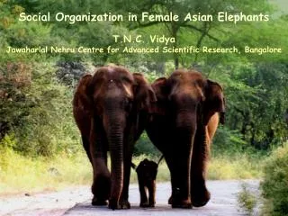 Social Organization in Female Asian Elephants T.N.C. Vidya Jawaharlal Nehru Centre for Advanced Scientific Research, Ba