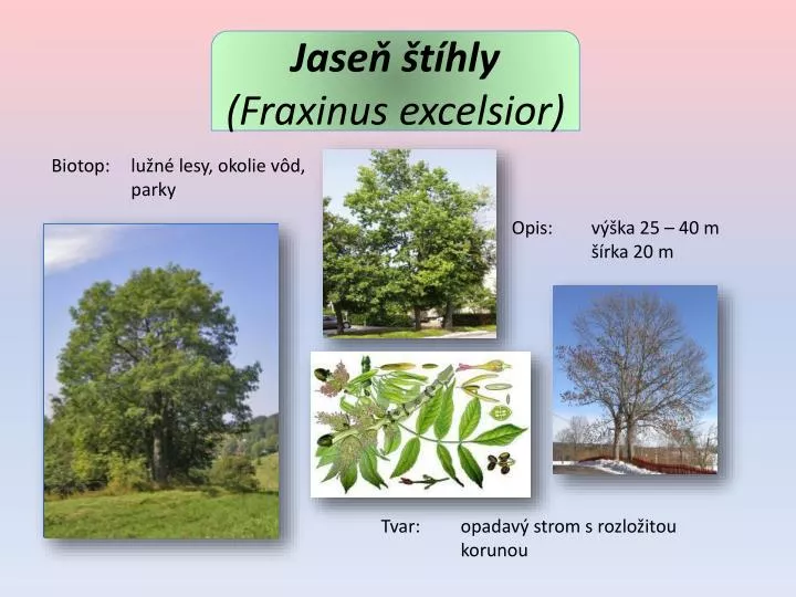 jase t hly fraxinus excelsior