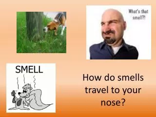 How do smells travel to your nose?