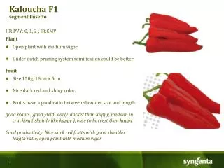 Kaloucha F1 segment Fusetto