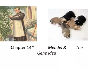 Chapter 14~		 Mendel &amp; 	The Gene Idea