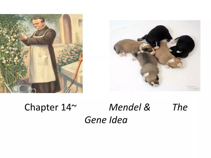 chapter 14 mendel the gene idea