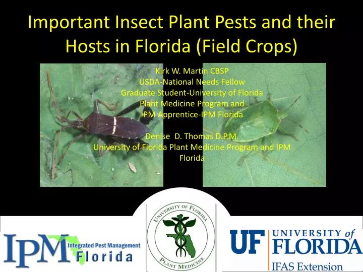 important insect plant pests and their hosts in florida field crops