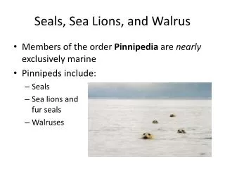 Seals, Sea Lions, and Walrus