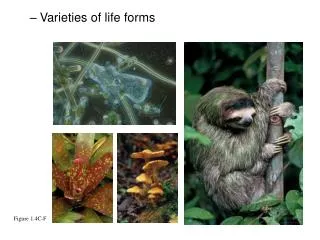 Varieties of life forms