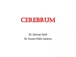 CEREBRUM