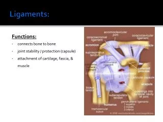 Ligaments: