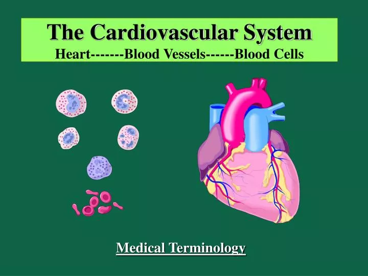 the cardiovascular system heart blood vessels blood cells