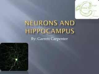 Neurons And Hippocampus