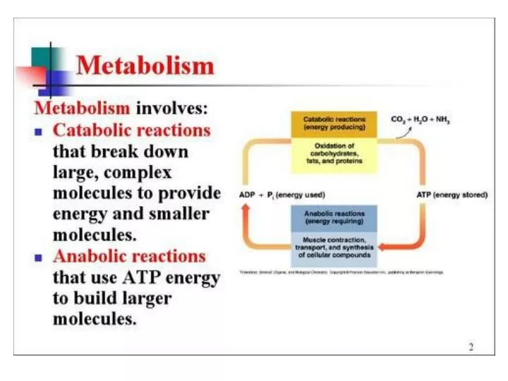 metabolism