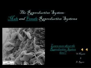 The Reproductive System- Male and Female Reproductive Systems